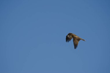 Siyah kulaklı Milvus Migrans Lineatus uçuyor. Kushiro Japon Turna Koruma Alanı. Hokkaido. Japonya.