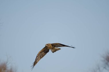 Siyah kulaklı Milvus Migrans Lineatus uçuyor. Kushiro Japon Turna Koruma Alanı. Hokkaido. Japonya.