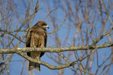 Siyah kulaklı uçurtma Milvus migrans lineatus. Kushiro Japon Turna Koruma Alanı. Hokkaido. Japonya.