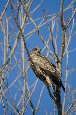 Siyah kulaklı uçurtma Milvus migrans lineatus. Kushiro Japon Turna Koruma Alanı. Hokkaido. Japonya.