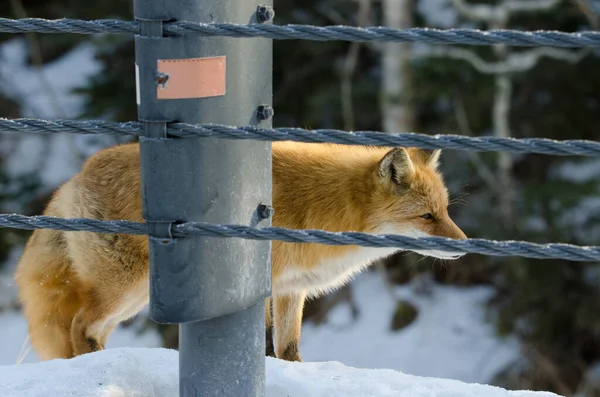Ezo Red Fox Vulpes Vulpes Vulpes Schrenckii Edge Road 칸마슈 — 스톡 사진