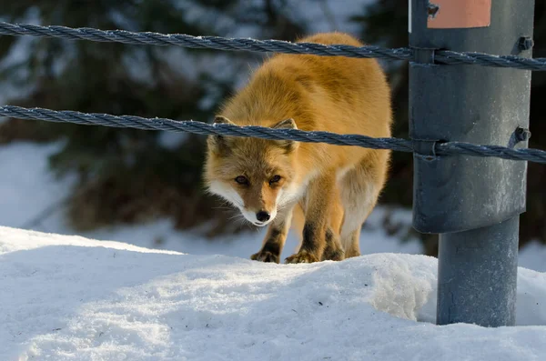 Ezo Red Fox Vulpes Vulpes Schrenckii Στην Άκρη Ενός Δρόμου — Φωτογραφία Αρχείου