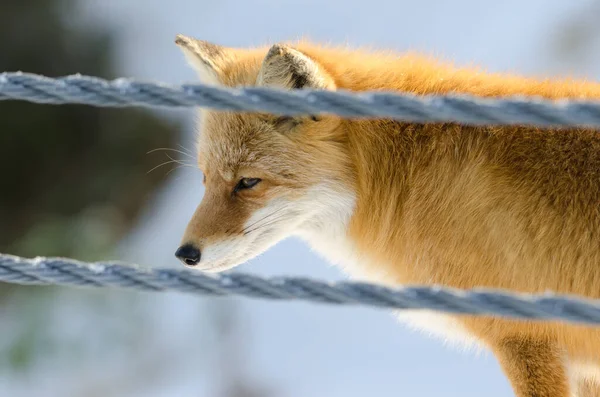 Ezo Red Fox Vulpes Vulpes Schrenckii在路边 Akan Mashu国家公园 北海道北海道日本 — 图库照片