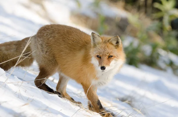 Ezo Red Fox Vulpes Vulpes Schrenckii 칸마슈 홋카이도 — 스톡 사진