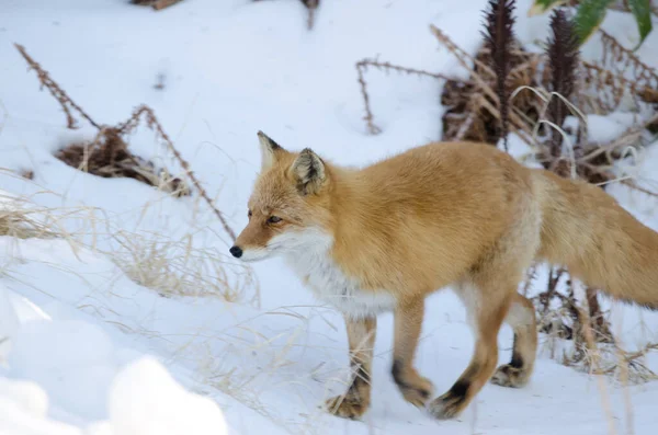 蝦夷地の赤狐彫刻Schrenckii 阿寒摩周国立公園 北海道 — ストック写真