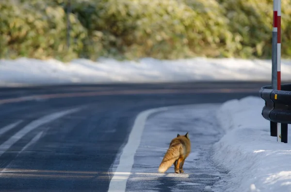 Ezo红狐狸Vulpes Vulpes Schrenckii走在路边 Akan Mashu国家公园 北海道北海道日本 — 图库照片