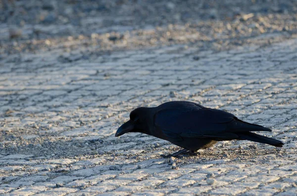 Μεγάλο Κοράκι Corvus Macrorhynchos Japonensis Τρώει Λίμνη Akan Εθνικό Πάρκο — Φωτογραφία Αρχείου