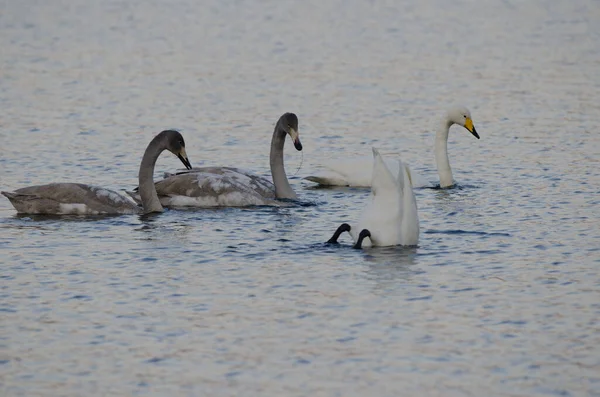 Young whooper swans Cygnus cygnus with parents. Lake Akan. Akan Mashu National Park. Hokkaido. Japan.