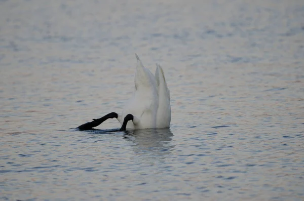 Cisne Quem Quer Que Seja Cygnus Cygnus Procura Comida Lago — Fotografia de Stock