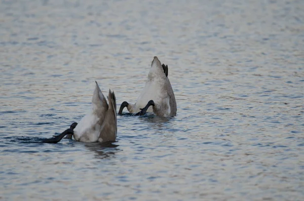 Młody Łabędź Cygnus Cygnus Szuka Pożywienia Jezioro Akan Park Narodowy — Zdjęcie stockowe
