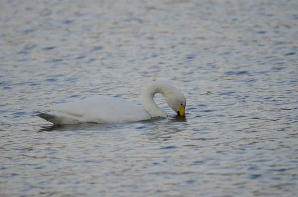 Whooper Swan Cygnus Cygnus Eating Lake Akan Akan Mashu National — Stock Photo, Image