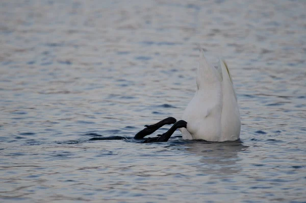 Cisne Quem Quer Que Seja Cygnus Cygnus Procura Comida Lago — Fotografia de Stock
