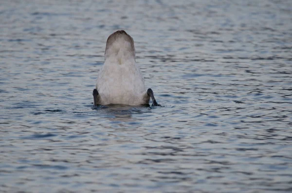 Молодой Лебедь Лебедь Лебедь Лебедь Лебедь Ищет Пищу Озеро Акан — стоковое фото