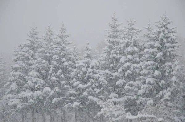 Evergreen forest under a snowfall. Kawayu Onsen. Akan Mashu National Park. Hokkaido. Japan.
