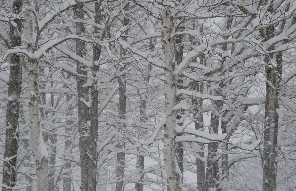 Deciduous forest under a snowfall. Akan Mashu National Park. Hokkaido. Japan.