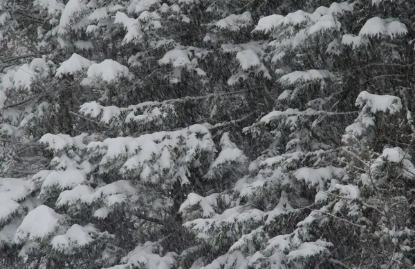 Evergreen forest under a snowfall. Akan Mashu National Park. Hokkaido. Japan.