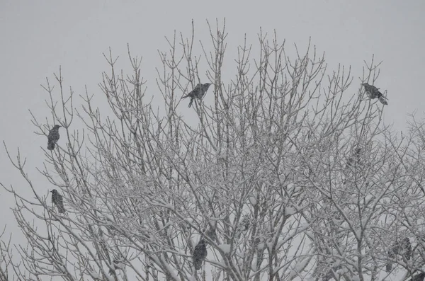 Ανατολικά Κοράκια Κοράκια Corvus Corone Orientalis Ένα Δέντρο Κάτω Από — Φωτογραφία Αρχείου