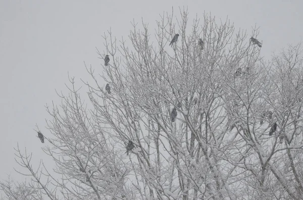 Ανατολικά Κοράκια Κοράκια Corvus Corone Orientalis Ένα Δέντρο Κάτω Από — Φωτογραφία Αρχείου