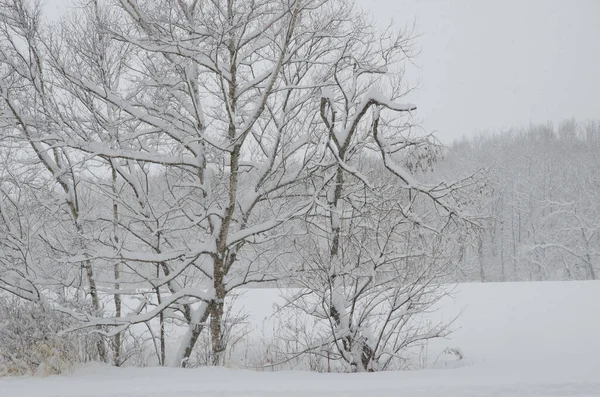 Kar yağışı altında manzara. Akan Mashu Ulusal Parkı. Hokkaido. Japonya.