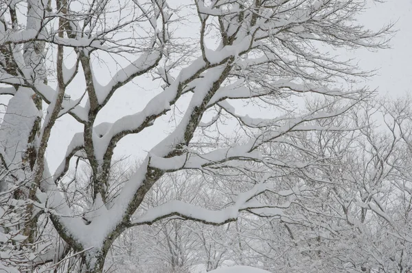 눈보라 낙엽수림 칸마슈 홋카이도 — 스톡 사진