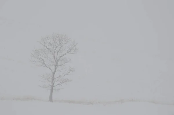 Landschap Onder Een Sneeuwval Ten Noordoosten Van Hokkaido Japan — Stockfoto