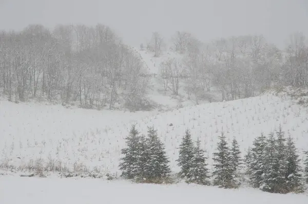Landscape under a snowfall. Northeast of Hokkaido. Japan.