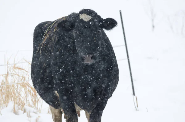 Kar yağarken inek. Hokkaido 'nun kuzeydoğusunda. Japonya.