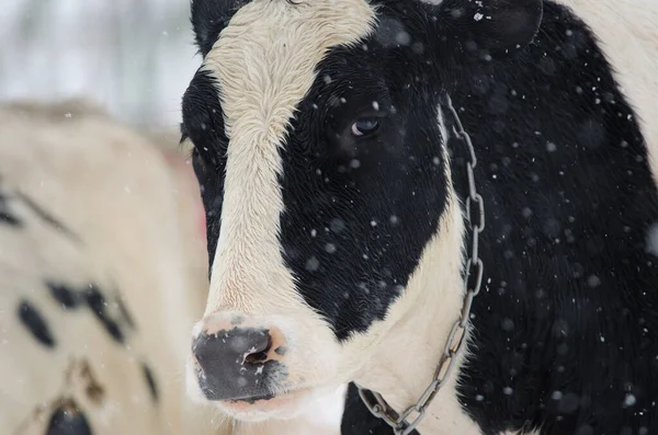 Cow Snowfall Northeast Hokkaido Japan — Stock Photo, Image