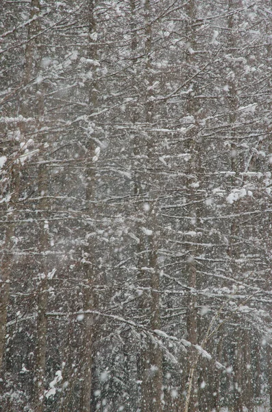 Lövskog Ett Snöfall Nordost Hokkaido Förenta Staterna — Stockfoto