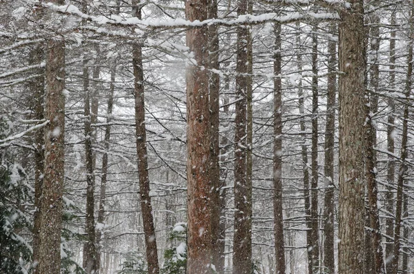 Las Liściasty Pod Śniegiem Północny Wschód Hokkaido Japonia — Zdjęcie stockowe