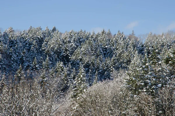 Orman Karla Kaplı Hokkaido Nun Kuzeydoğusunda Japonya — Stok fotoğraf