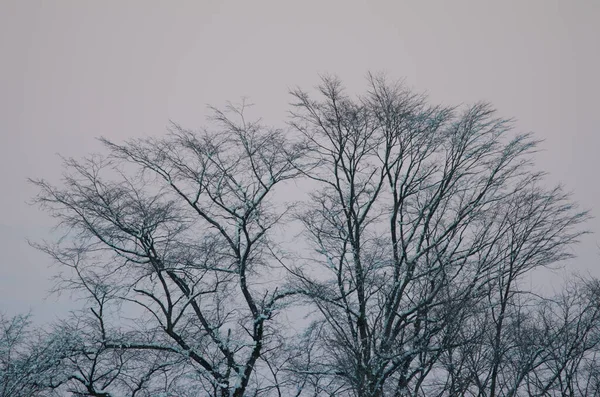 Soumraku Padaly Stromy Pokryté Sněhem Kushiro Hokkaido Japonsko — Stock fotografie