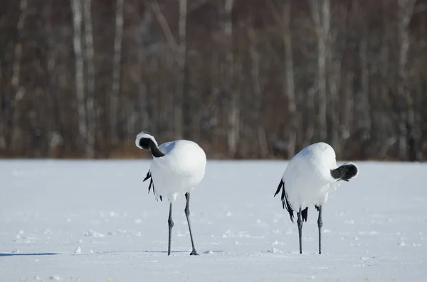 Pair Red Crowned Cranes Grus Japonensis Preening Snow Covered Meadow — Stock Photo, Image