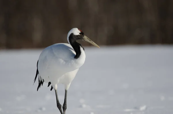 stock image Red-crowned crane Grus japonensis. Akan International Crane Center. Kushiro. Hokkaido. Japan.