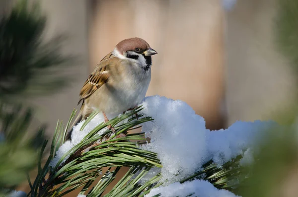 Eurasian Tree Sparrow Passer Montanus Saturatus Japonská Rezerva Jeřábu Kushiro — Stock fotografie