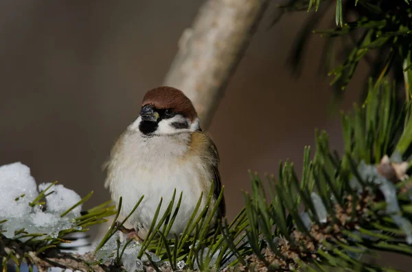 Eurasian Tree Sparrow Passer Montanus Portatus 쿠시로 크레인 보호구역 홋카이도 — 스톡 사진