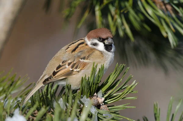 Eurasischer Baumsperling Passer Montanus Saturatus Kushiro Japanese Crane Reserve Hokkaido — Stockfoto