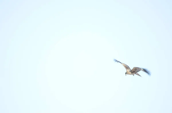 Black Eared Kite Milvus Migrans Lineatus Flight Picture Blur Suggest — Stock Photo, Image