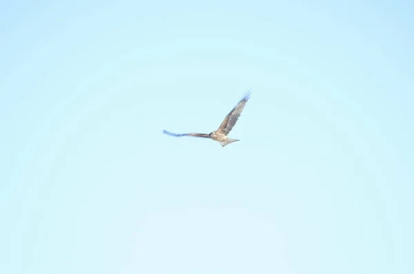 Schwarzohrmilane Milvus Migrans Lineatus Flug Kushiro Japanese Crane Reserve Hokkaido — Stockfoto