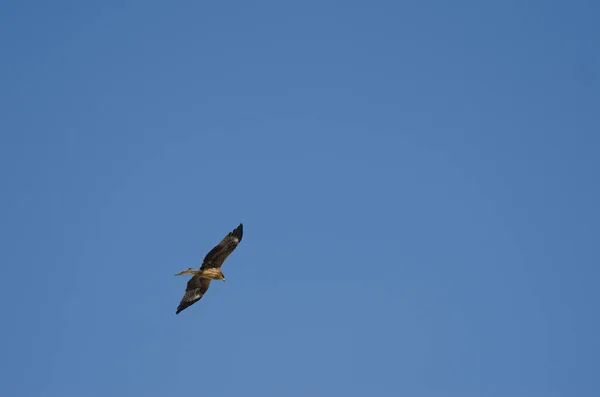 Black Eared Kite Milvus Migrans Lineatus Flight Kushiro Japanese Crane — Stock Photo, Image
