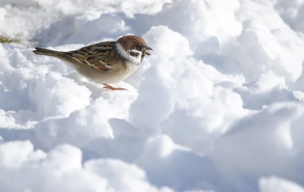 Eurasian Tree Sparrow Passer Montanus Saturatus Eating Frozen Ground Japonská Stock Obrázky