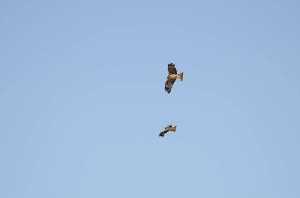 Pair Black Eared Kites Milvus Migrans Lineatus Flight Kushiro Japanese Stock Photo