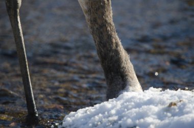 Kırmızı taçlı yavru turna Grus japonensis yiyecek arıyor. Kushiro Japon Turna Koruma Alanı. Kushiro. Hokkaido. Japonya.