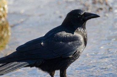 Doğu leş kargası Corvus corone orientalis. Kushiro Japon Turna Koruma Alanı. Kushiro. Hokkaido. Japonya.