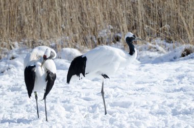 Kırmızı taçlı turnalar Grus japonensis. Kushiro Japon Turna Koruma Alanı. Kushiro. Hokkaido. Japonya.