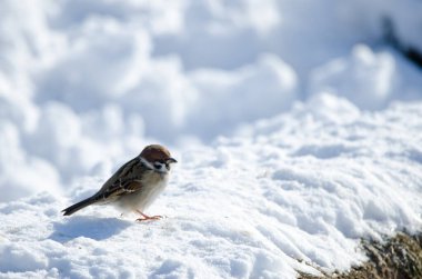 Avrasya ağaç serçesi Passer montanus saturatus. Kushiro Japon Turna Koruma Alanı. Kushiro. Hokkaido. Japonya.