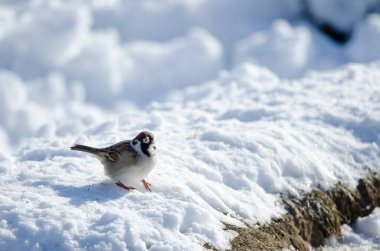 Avrasya ağaç serçesi Passer montanus saturatus. Kushiro Japon Turna Koruma Alanı. Kushiro. Hokkaido. Japonya.