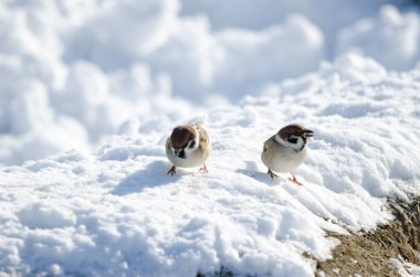 Avrasya ağaç serçeleri Passer montanus saturatus. Kushiro Japon Turna Koruma Alanı. Kushiro. Hokkaido. Japonya.