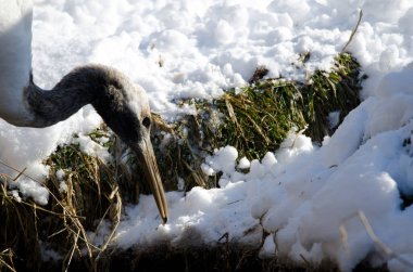 Kırmızı taçlı yavru turna Grus japonensis yiyor. Kushiro Japon Turna Koruma Alanı. Kushiro. Hokkaido. Japonya.