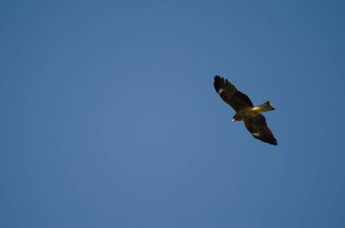 Siyah kulaklı Milvus Migrans Lineatus uçuyor. Kushiro Japon Turna Koruma Alanı. Hokkaido. Japonya.